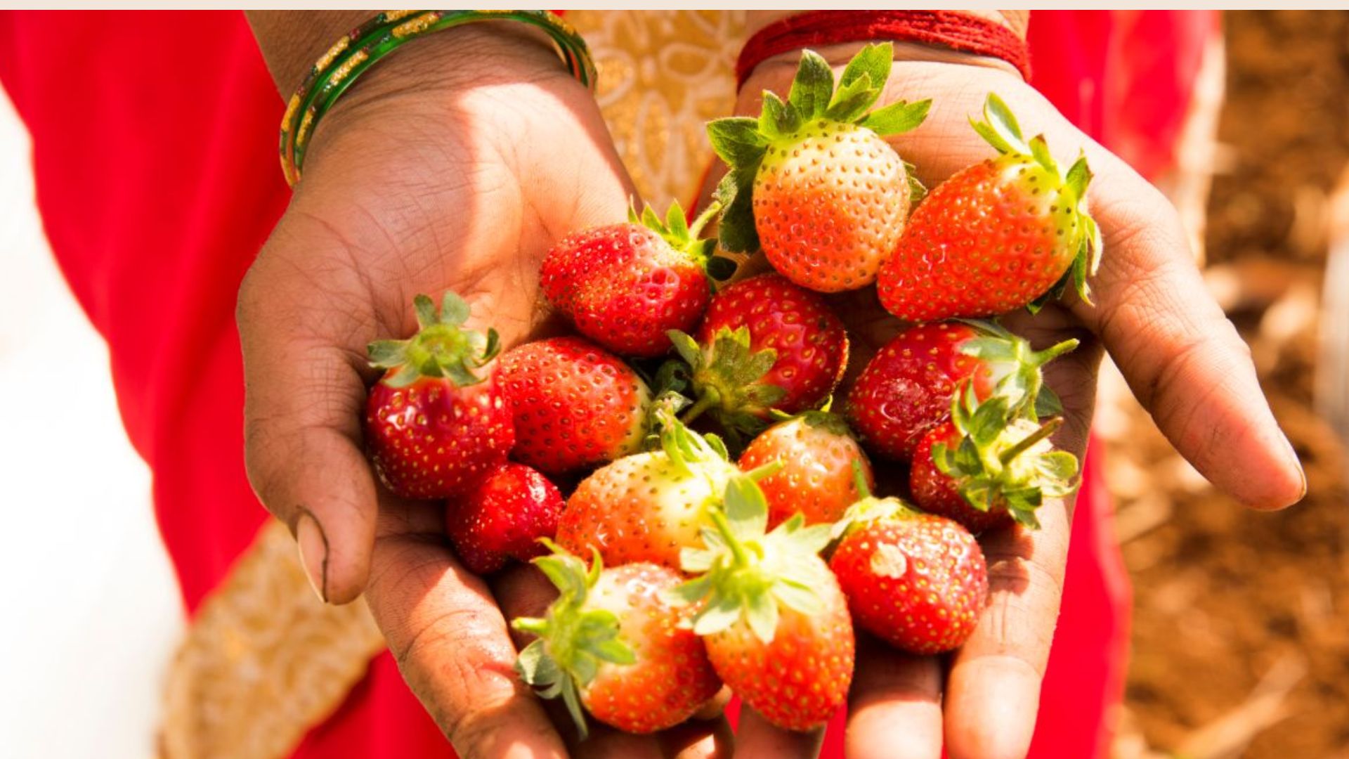 छत्तीसगढ़ : अनुकूल जलवायु से जशपुर में हो रही स्ट्रॉबेरी की अच्छी खेती 