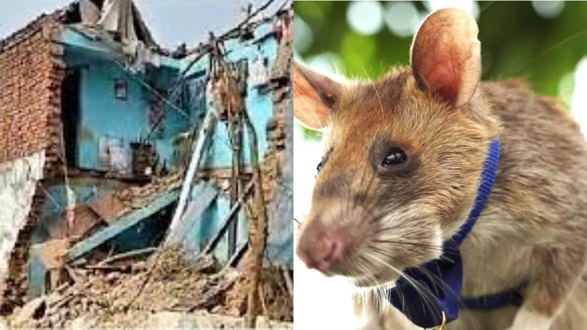 OMG! धराशायी होने वाला था मकान, एक चूहे ने बचा ली पूरे परिवार की जान, जानिए कैसे हुआ ये कमाल