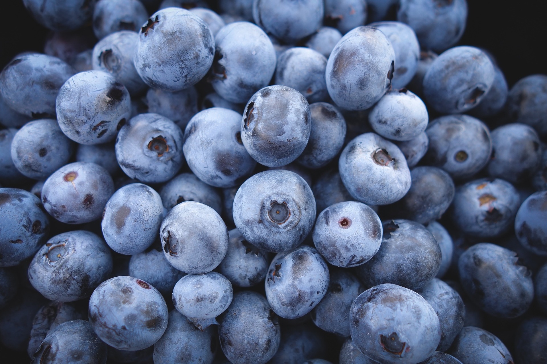 blueberry-in-hindi