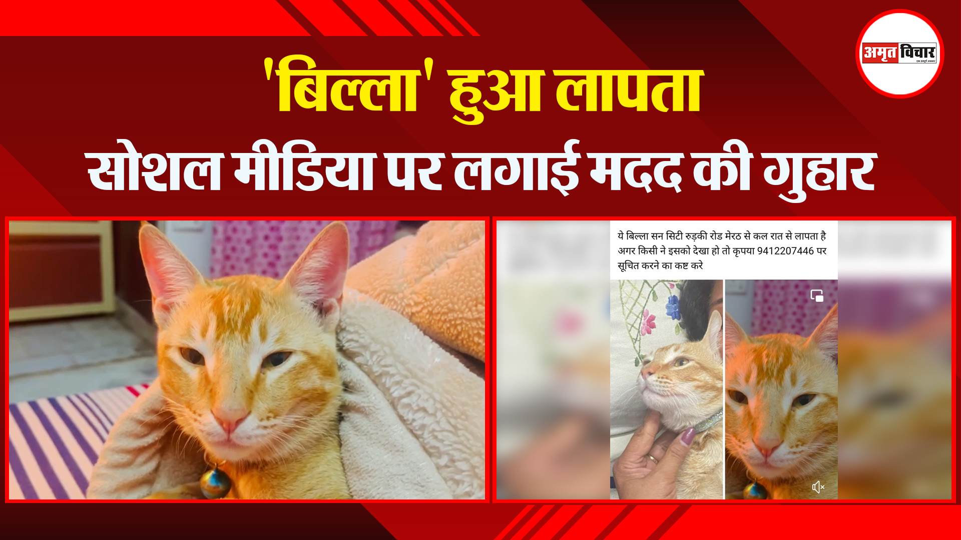 मेरठ: 'बिल्ला' हुआ लापता, सोशल मीडिया पर लगाई मदद की गुहार
