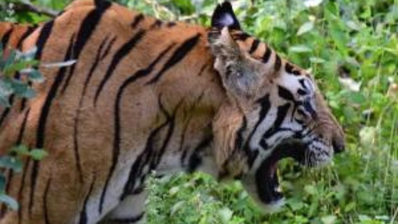 रामनगर: नहीं थम रहा बाघों के हमलों का सिलसिला, एक और महिला को बनाया शिकार 