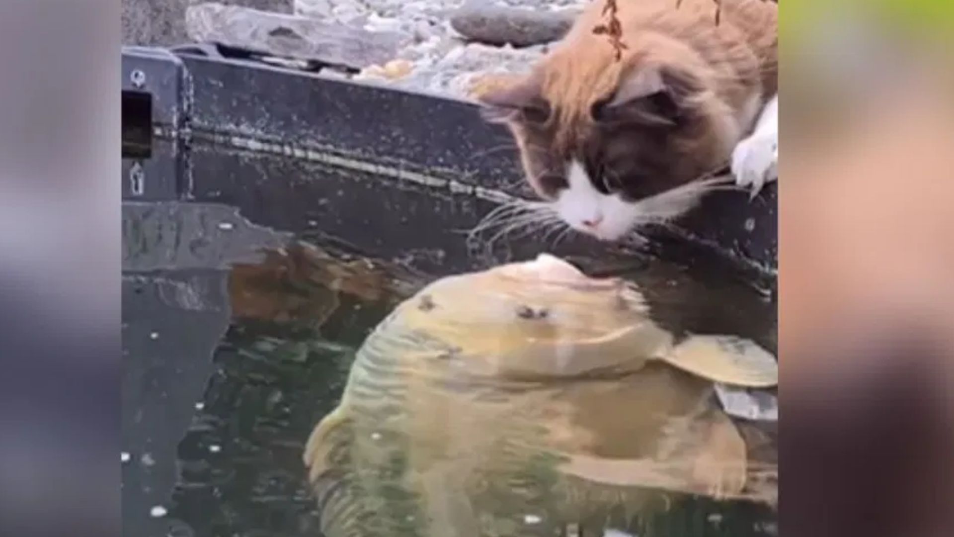 Video : जब बिल्ली को देख रोमांटिक हुई मछली, यूं करने लगी KISS