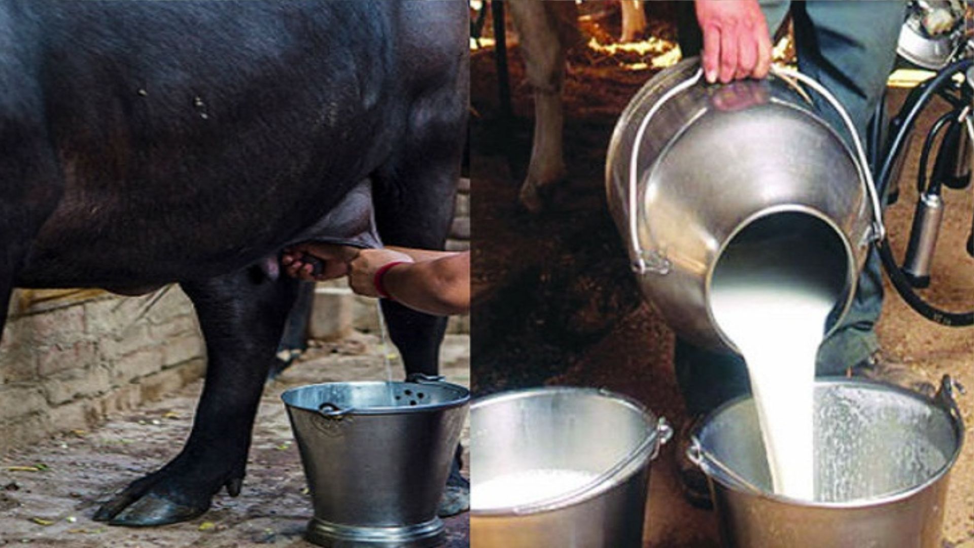 बरेली: भैंस के दूध से लेकर दही, नमक, पनीर और रसगुल्ले में भी मिलावट