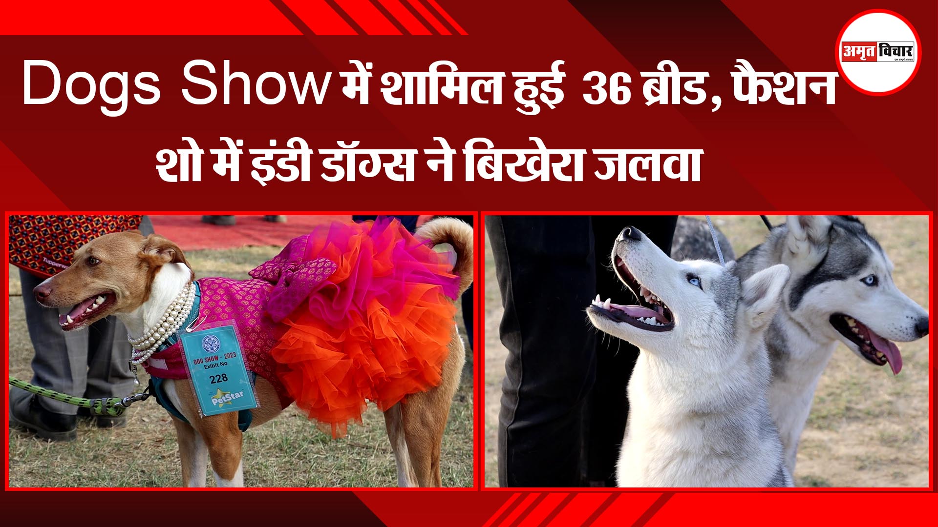 लखनऊ: Dogs Show में शामिल हुई  36 ब्रीड, फैशन शो में इंडी डॉग्स ने बिखेरा जलवा
