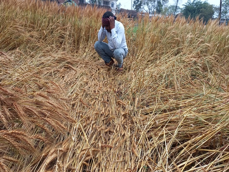 अयोध्या: बेमौसम बारिश से किसान तबाह, गेहूं समेत सब्जी की फसलों को भारी नुकसान