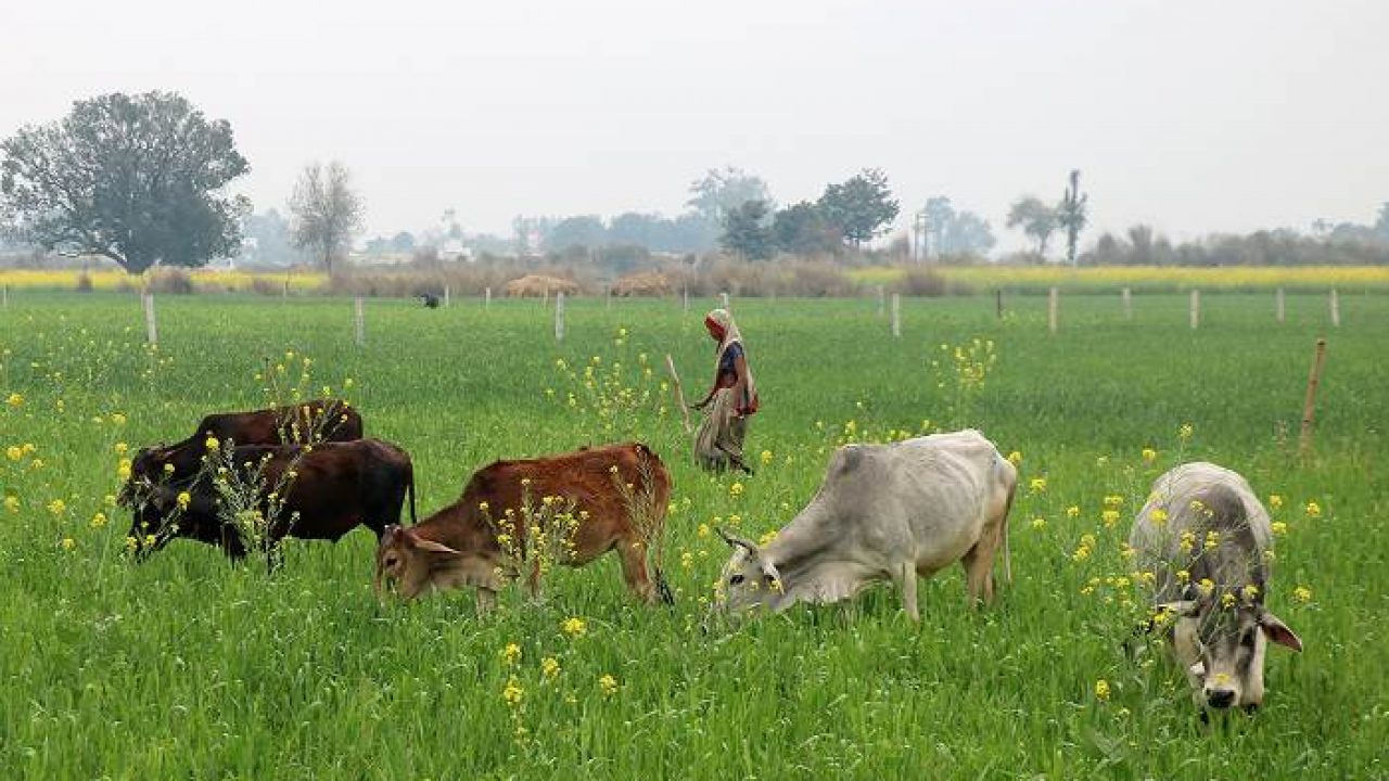 गरमपानी: खेतीबाड़ी चौपट कर रहे जंगली व आवारा जानवर, निजात दिलाने की मांग 