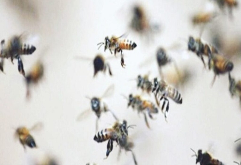बिजनौर : मधुमक्खियों के हमले से ग्रामीण की मौत, महिला व चार छात्राएं घायल