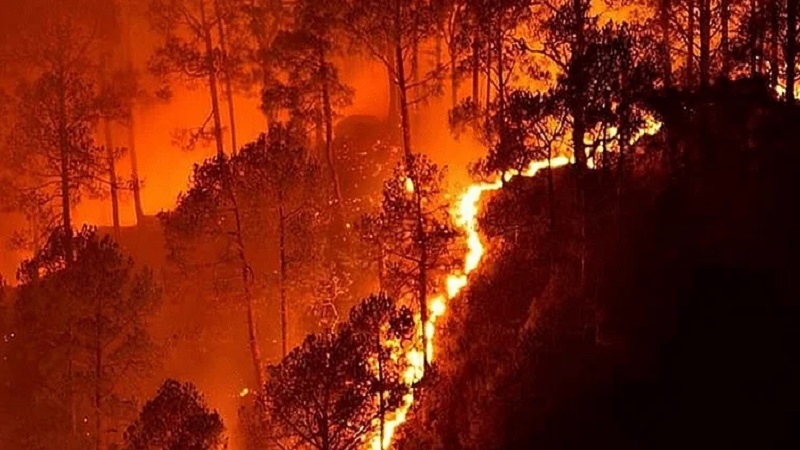 जंगल की आग दुनिया के सबसे बड़े वन पारिस्थितिकी तंत्र के लिए कार्बन उत्सर्जन का स्रोत: अध्ययन का दावा