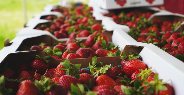 नैनीताल: पहाड़ की स्ट्रॉबेरी का घट गया उत्पादन, बाजार में बिक रही हाइब्रिड