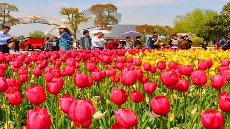 Netherlands में रंग बिरंगे ट्यूलिप के फूलों की बहार, पर्यटकों के स्वागत को है तैयार 