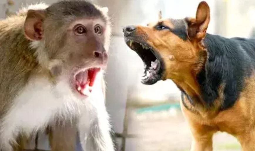 रामपुर: बंदरों ने दो महीने के बाद साथी की मौत का लिया बदला, कुत्तों के बच्चों को घेरकर मार डाला