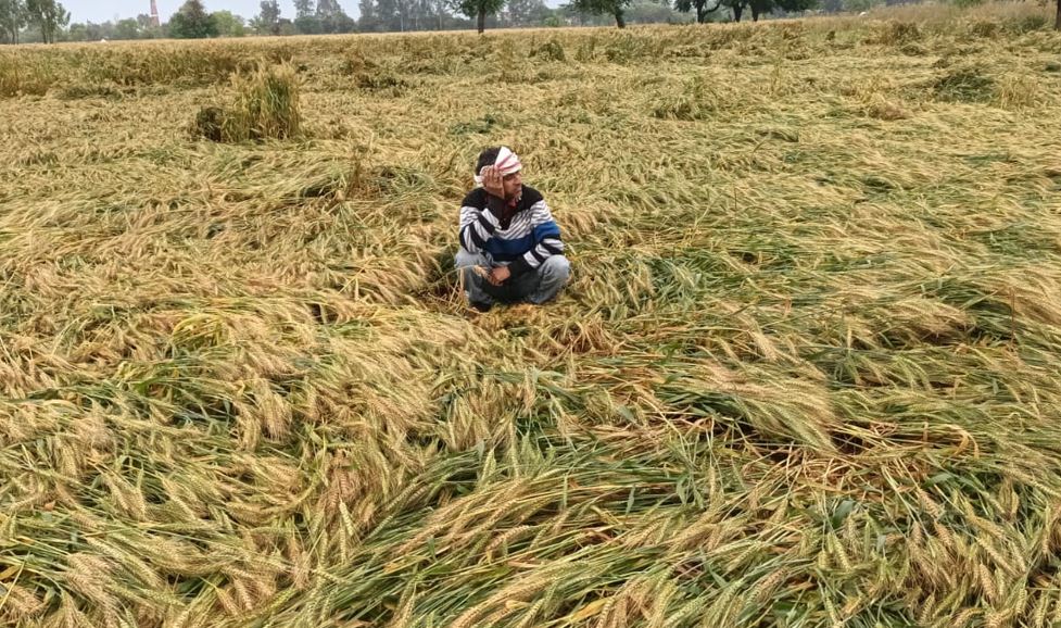 बरेली: अन्नदाता पर पड़ी कुदरत की मार, बेमौसम बारिश ने बर्बाद कर दी फसल