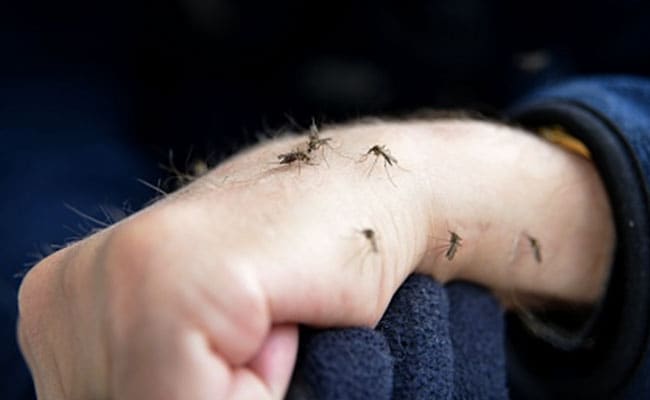 Poison for Mosquitoes: मच्छरों के लिए जहर से कम नहीं किचन की ये 5 चीजें, ऐसे करें यूज 
