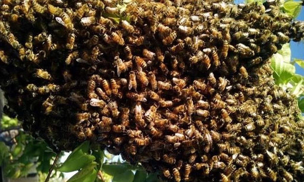 शादी समारोह में मधुमक्खियों का हमला, जान बचाकर भागे दूल्हा-दुल्हन, एक दर्जन लोग घायल