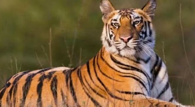 Global Tiger Day: रामनगर के कॉर्बेट पार्क में मिला बाघिन का शव, मचा हड़कंप