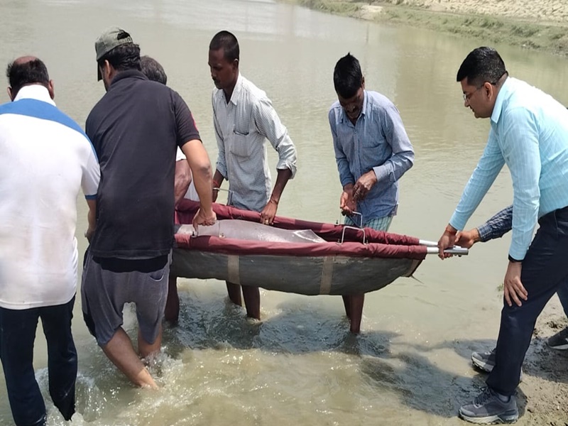 बाराबंकी: वन विभाग की टीम ने दूसरी डॉल्फिन को भी रेस्क्यू कर सरयू नदी में छोड़ा