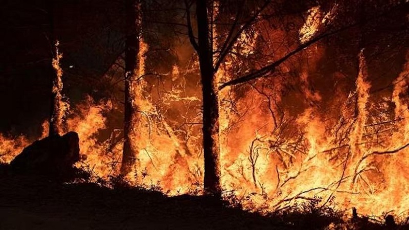 कनाडा के अटलांटिक तट पर जंगल में लगी आग, 16,000 लोगों को इलाके से निकाला 