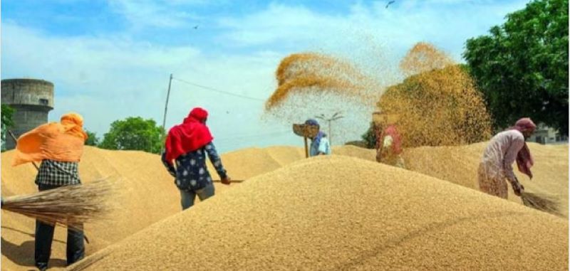 हल्द्वानी: सरकारी क्रय केन्द्रों पर गेहूं नहीं बेच रहे किसान