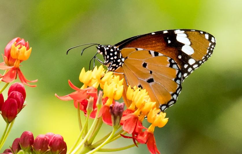 विश्व जैव विविधता दिवस: जरा समझो तो... क्या होता है जब फूलों पर मंडराती हैं तितलियां
