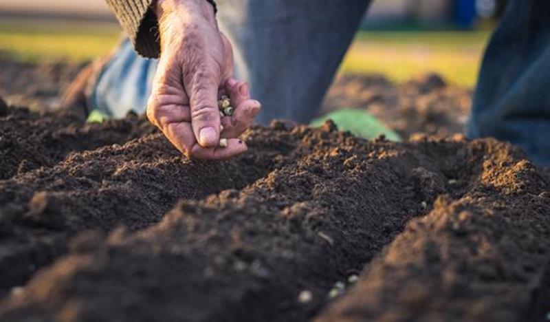 अयोध्या : किसानों को आर्गेनिक खेती के गुण सिखा रहा कृषि विभाग