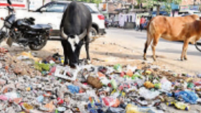 Kanpur: स्वच्छता सर्वेक्षण की समीक्षा में शहर फेल, ग्रांट थेर्लटन एलएलपी भारत की टीम के निरीक्षण में कार्य मिले अधूरे