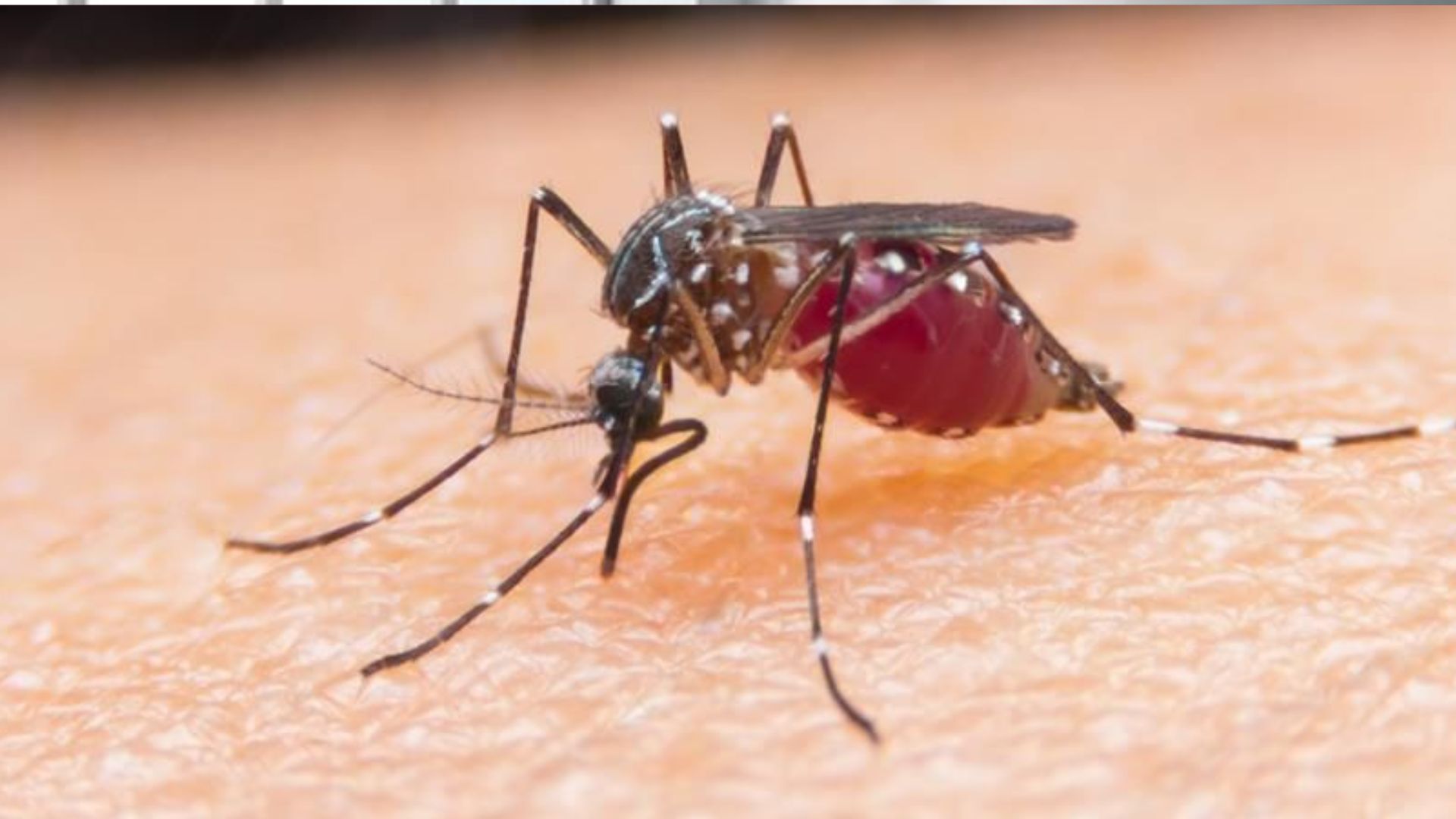 बरेली: मलेरिया का हमला तेज, 15 दिन में दोगुने मरीज