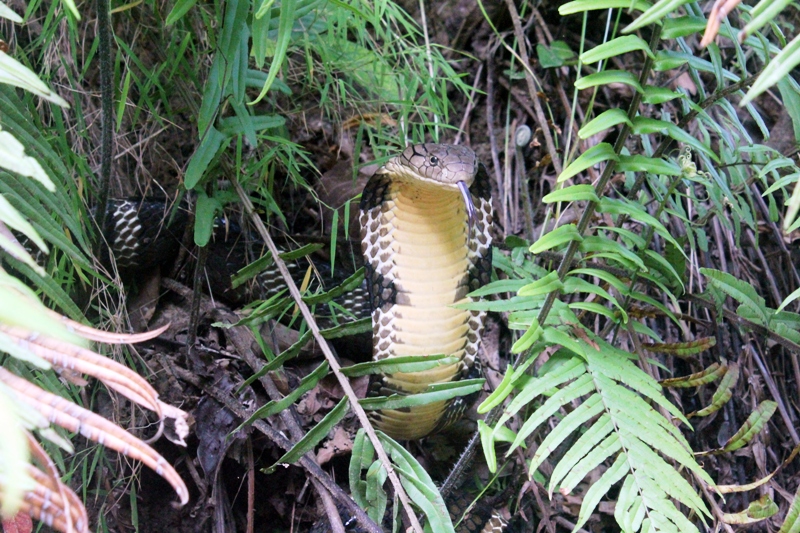 King Cobra Dhikuli (102)