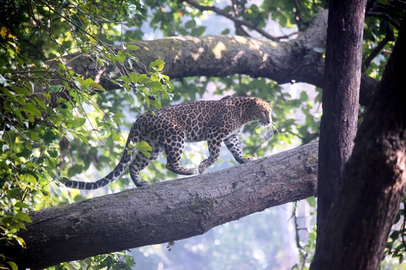 Leopard Khinanauli (109)