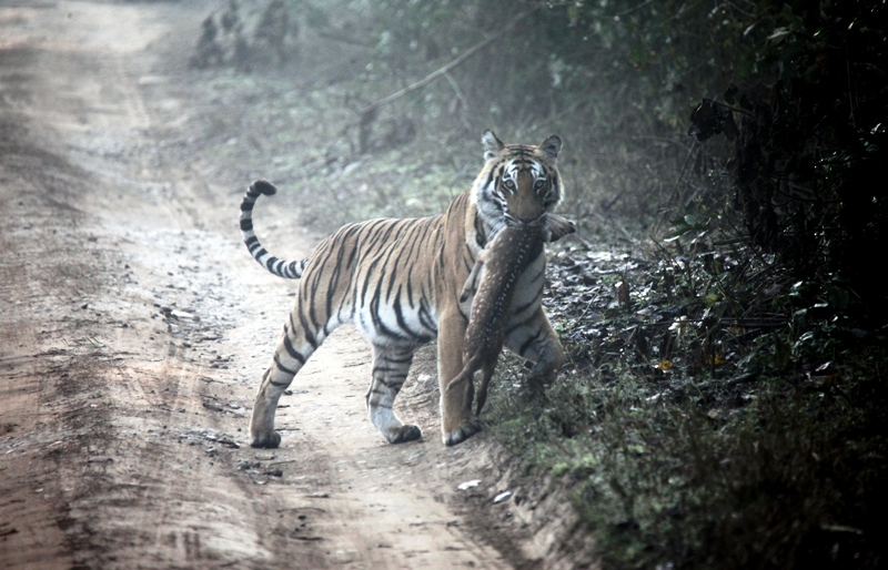 tigress with deer fawn kill (20)