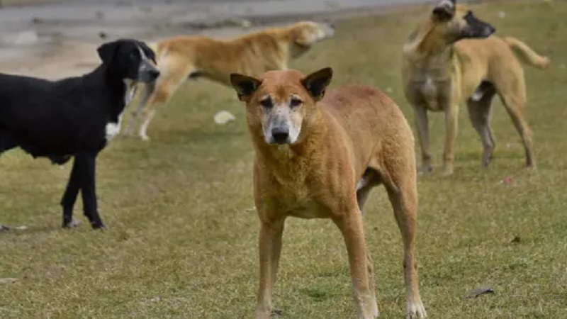 रामपुर : आदमखोर हुए आवारा कुत्ते, महिलाओं समेत 8 को किया जख्मी