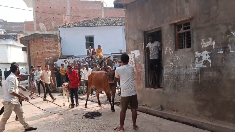 Mahoba: बुंदेलखंड में दीपावली त्योहार पर आज भी जारी परंपरा… सुअर और गाय की होती लड़ाई, देखने वालों की लगती भीड़
