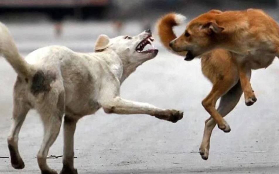 बरेली: खूंखार कुत्तों के हमले से मासूम की मौत, परिवार में मचा कोहराम 