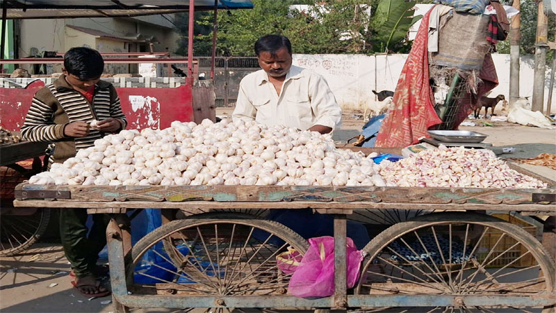 प्रयागराज: लहसुन का ब्रेक हुआ फेल!, सब्जियों से नहीं खा रहा मेल, मंडियों में दाम पहुंचा 600 रुपए किलो!, गृहणियां परेशान 
