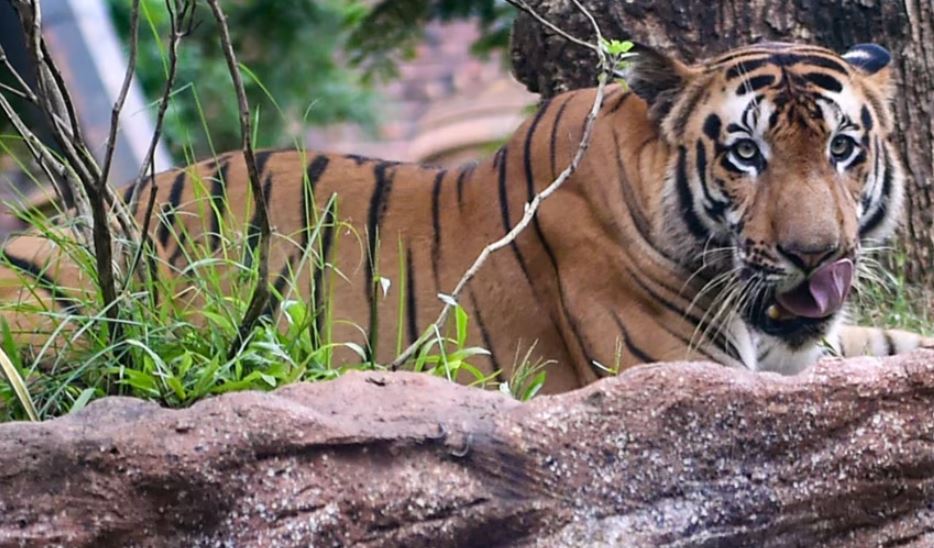 लखीमपुर-खीरी: बाघ के हमले से शख्स की मौत, क्षेत्र में दहशत का माहौल 
