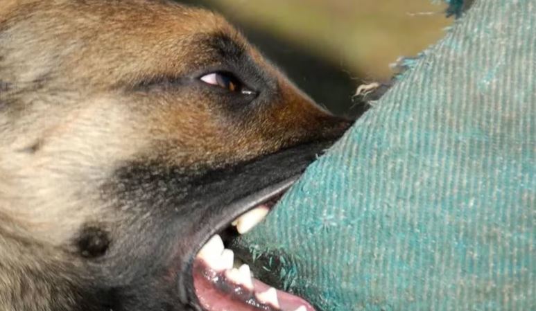 Bareilly News: कुत्तों ने युवक पर किया जानलेवा हमला, प्राइवेट पार्ट काटा