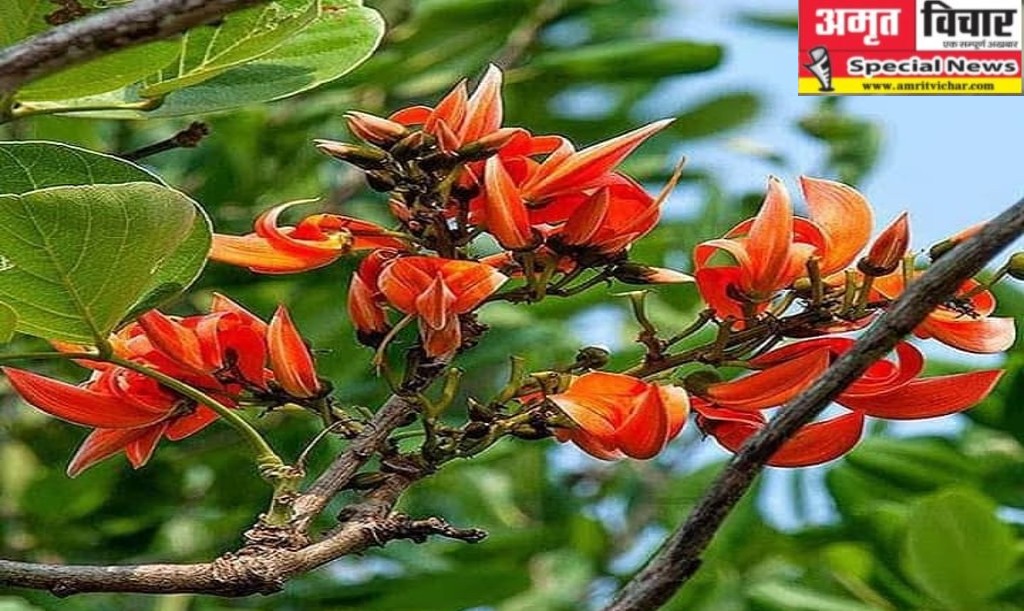 कासगंज: साधारण नहीं है ये फूल, रंग बनाने के साथ औषधीय गुणों से भरपूर...जानिए टेसू का पौराणिक महत्व