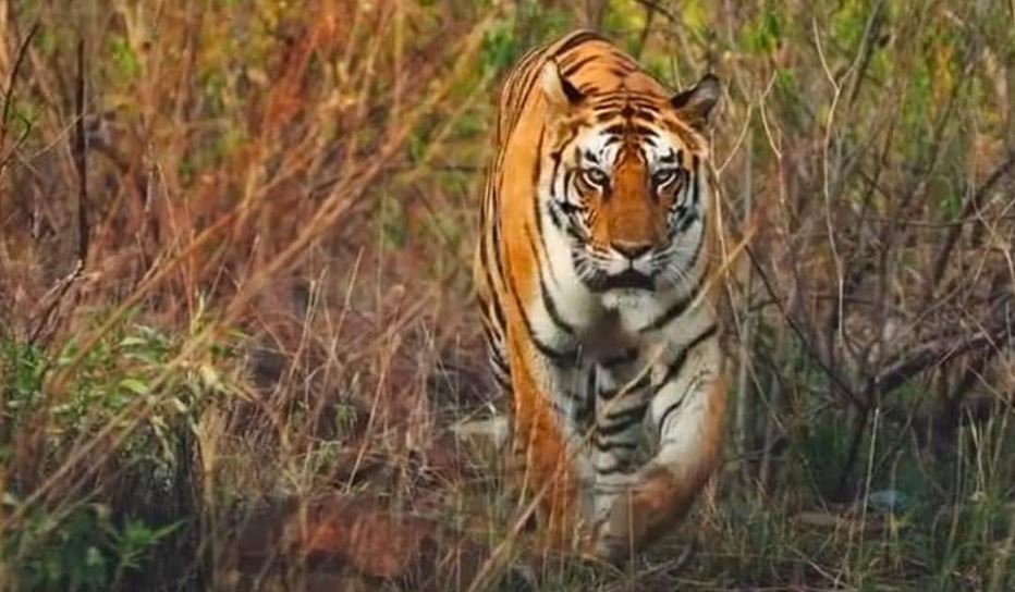 पीलीभीत: 48 घंटे के अंदर फिर बाघ का हमला, खेत में काम कर रही महिला पर झपटा बाघ