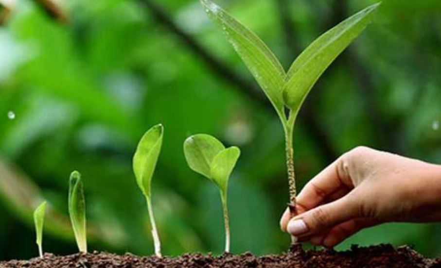 बरेली: कायम रहेगी वृक्षों की विरासत, 27 विभाग मिलकर जिले में लगाएंगे 42.72 लाख पौधे