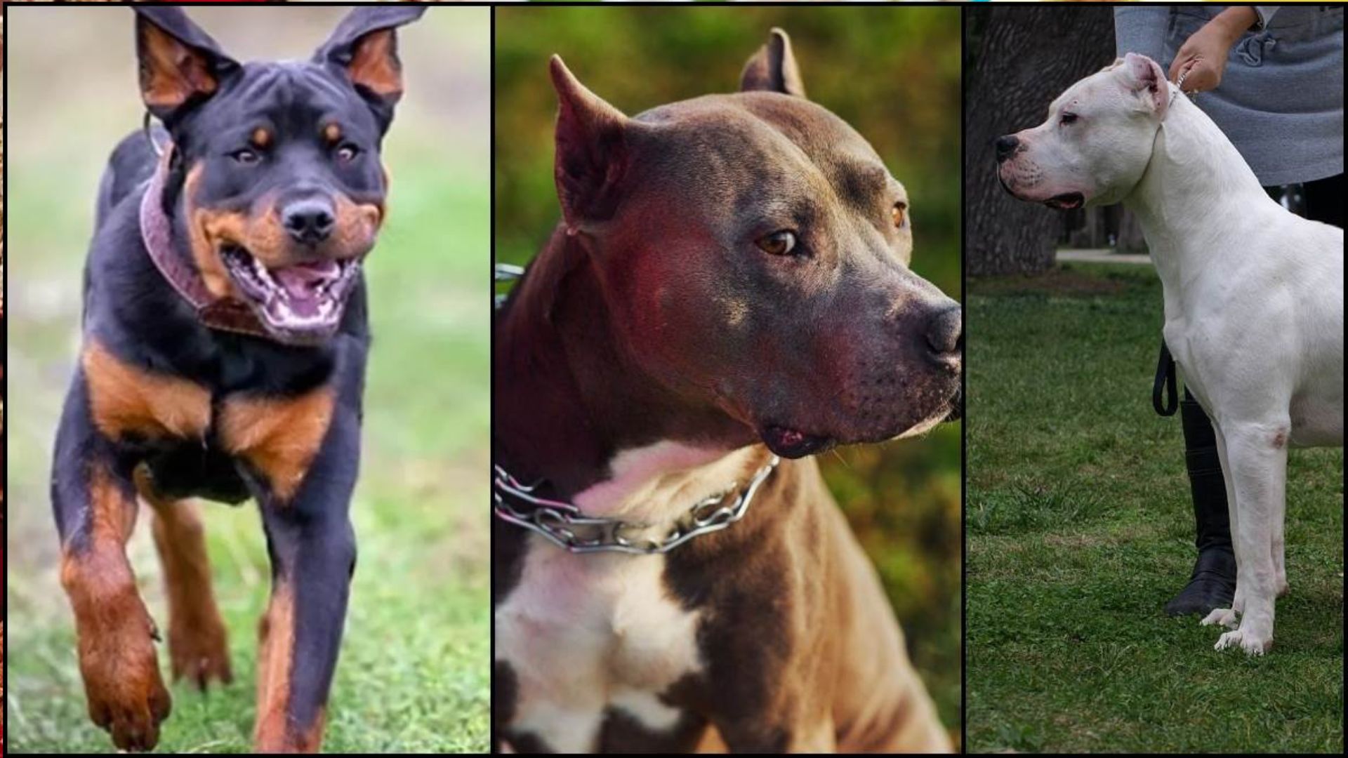 कहीं आपके पास भी तो नहीं है इस नस्ल के DOG, केंद्र ने आक्रामक कुत्तों की 23 नस्लों पर लगाया प्रतिबंध