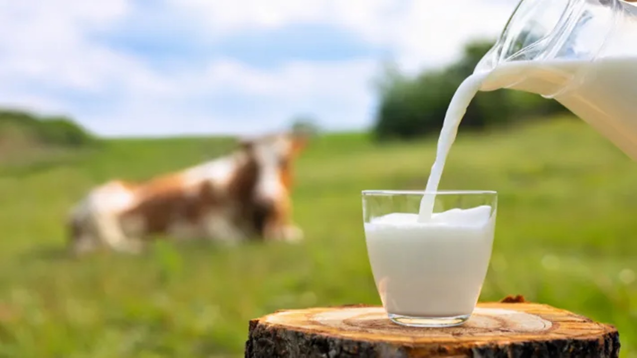 गाय के कच्चे दूध में उच्च सांद्रता में बर्ड फ्लू पाया गया,  WHO ने जारी की चेतावनी