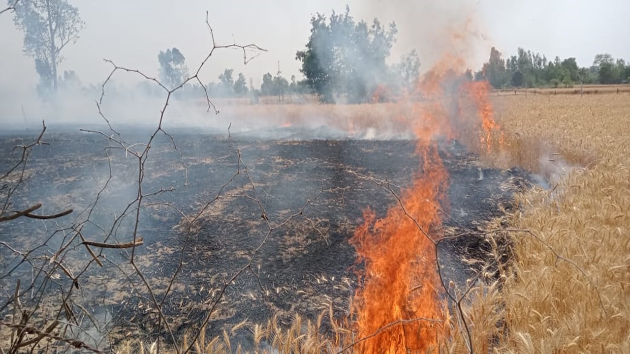 बाराबंकी: आग लील रहीं गेहूं की फसलें, किसानों पर आफत