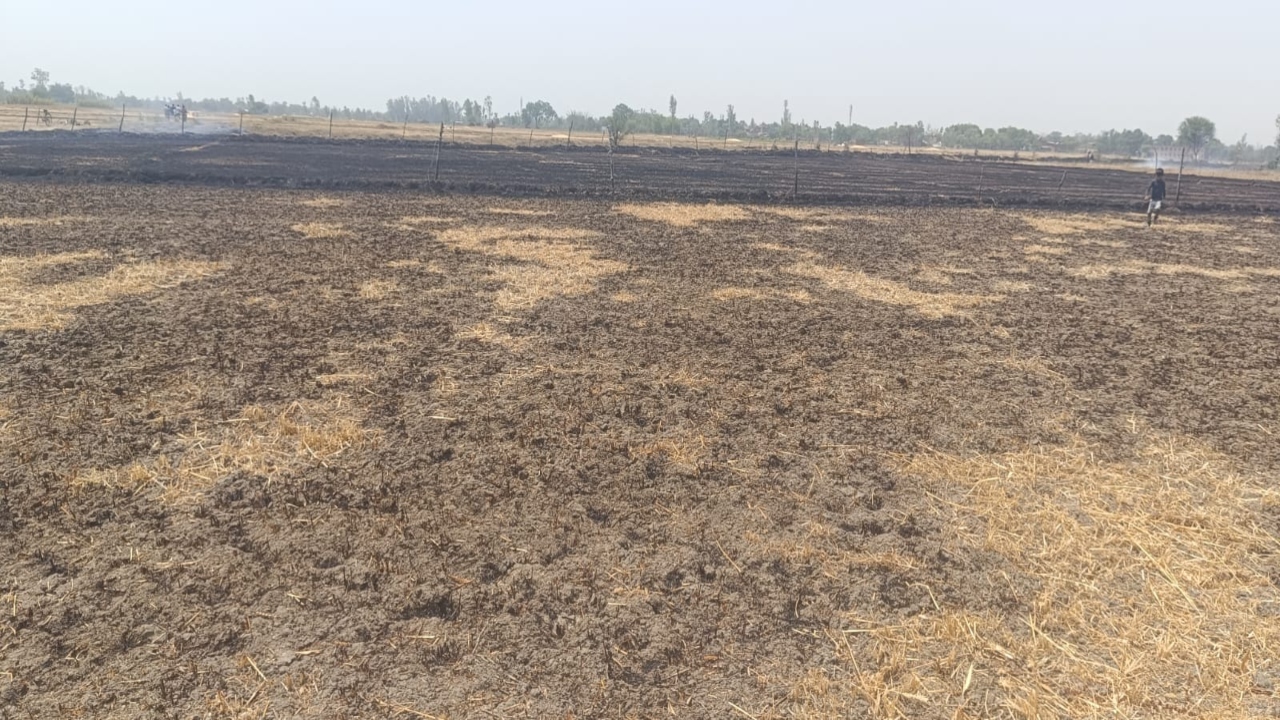 अयोध्या: पछुआ हवा के बीच लगी आग में जला 14 किसानों का 150 बीघा गेहूं