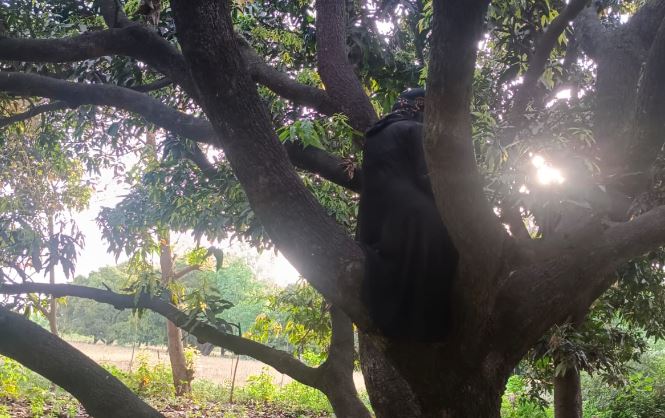रामपुर: पति से विवाद होने के बाद आम के पेड़ पर चढ़ी महिला, बोली- मांगे पूरी करो, नहीं तो कूद जाऊंगी 