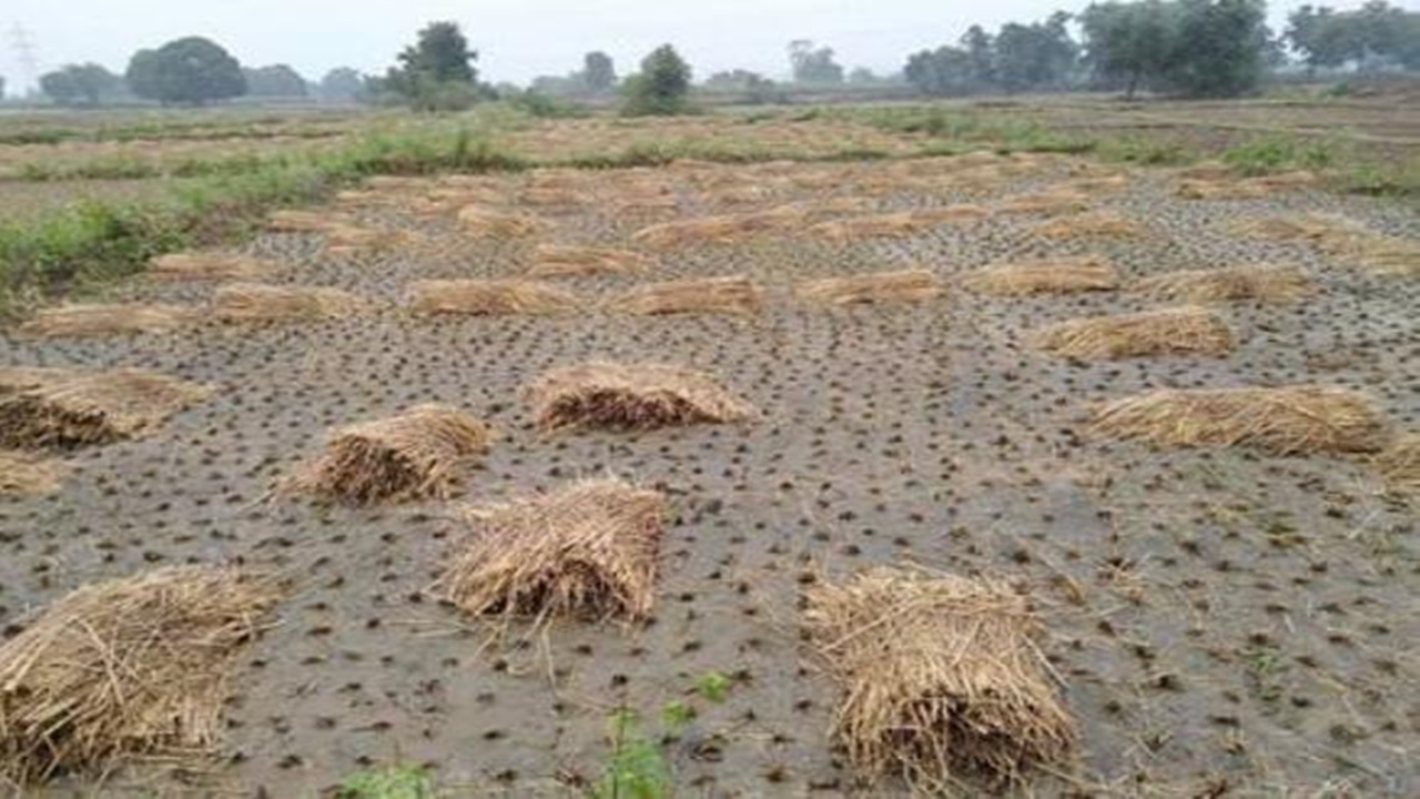 रायबरेली: अंबर से हुई आफत की बरसात, धरा पर फसलों को नुकसान, किसान परेशान 