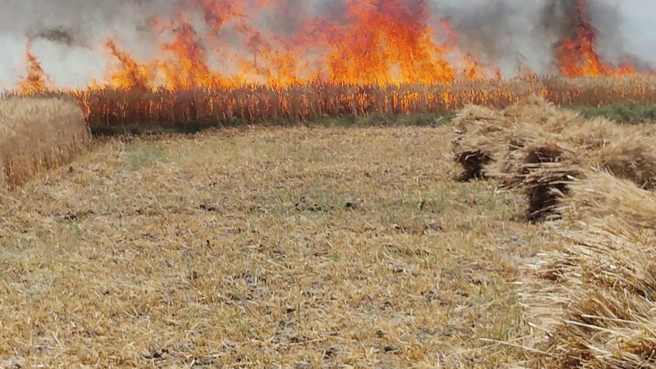 Kanpur Fire: आग से एक हजार बीघा गेहूं की फसल जलकर राख...किसानों के चेहरे पर छलका दर्द, बोले- पूरी तरह हो गए बर्बाद
