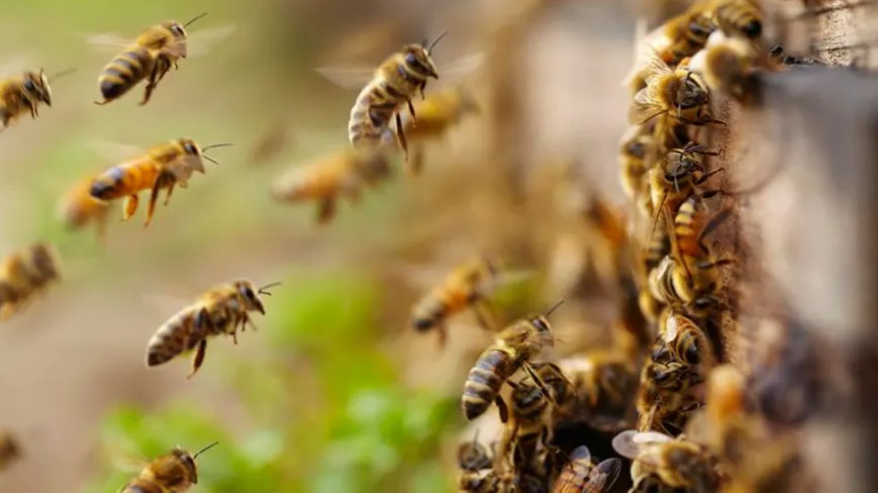 Honey Bees Attack In Etawah: मधुमक्खियों ने श्रद्धालुओं पर किया हमला...बुजुर्ग की मौत व 14 घायल