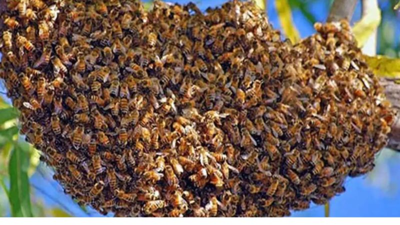 Honey Bees Attack In Etawah: जवारे विसर्जन करने के दौरान आए लोगों पर मधुमक्खियों ने किया हमला, पांच घायल