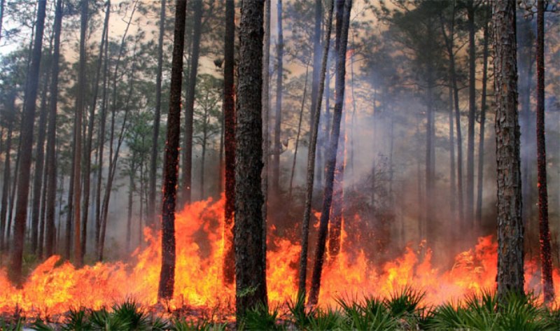 अल्मोड़ा: जंगल की आग के बीच से ईवीएम संग लौटी पोलिंग पार्टी 
