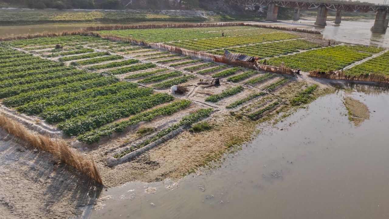 Unnao News: गंगा का जलस्तर बढ़ने से जायद की फसलों तक पहुंचा पानी...किसानों को हुआ नुकसान