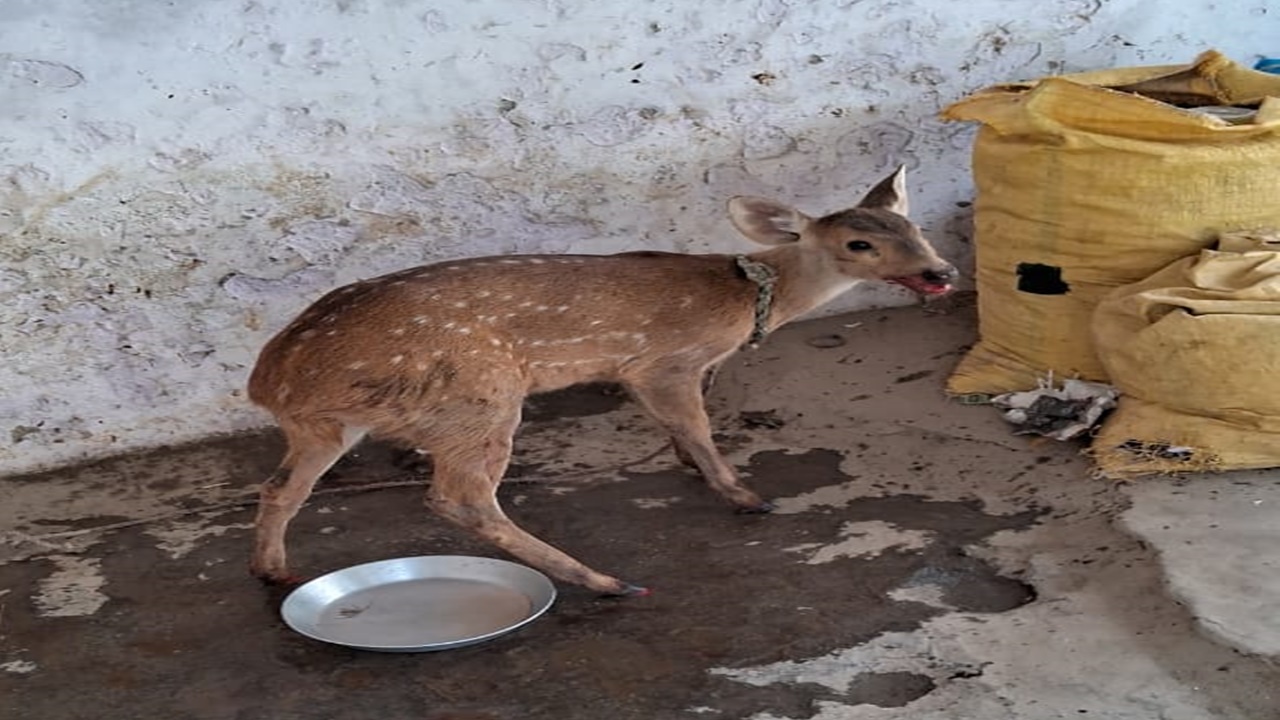 बहराइच: पानी की तलाश में आबादी में पहुंचा हिरण हादसे में हुआ घायल, ग्रामीणों ने पकड़ा